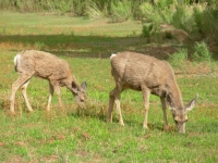 Park Deer